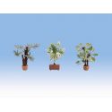 Stredomorské rastliny 3ks  NO14023